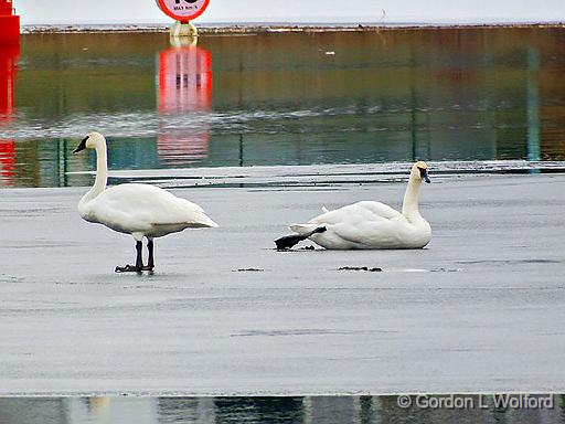 Swans On Ice_DSCF5784.jpg - Photographed along the Rideau Canal Waterway at Smiths Falls, Ontario, Canada.